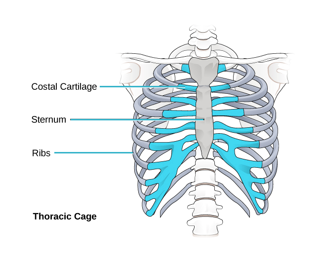 What is sternum pain Sternal pain different causes