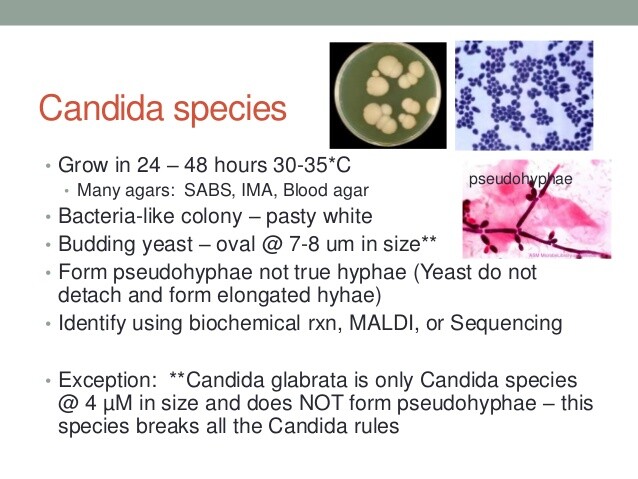 Candida albicans лечение. Candida species. Candida species 1000.