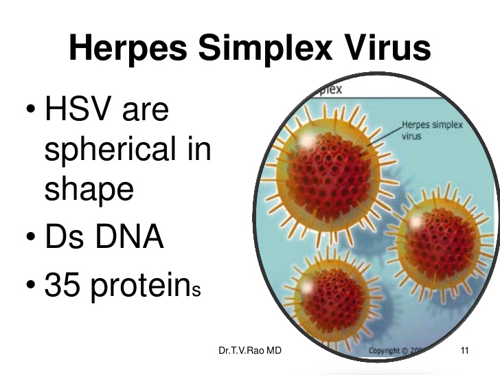 Herpes simplex virus i ii