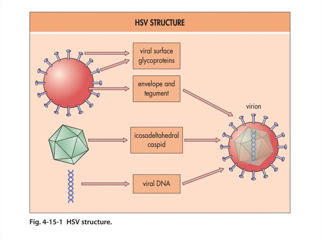 Вирус герпеса 2. Вирус простого герпеса второго типа. Вирус герпеса 2 типа передается путем. Вирус герпеса эпидемиология. Герпес зостер симплекс.