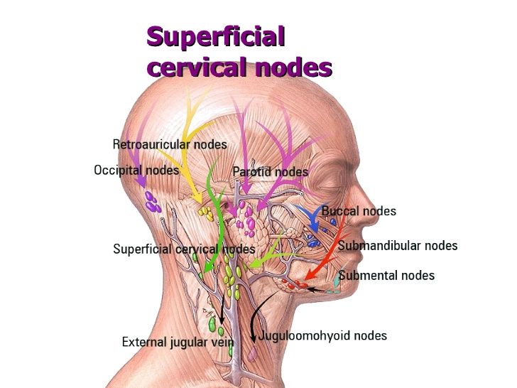 Где находятся лимфоузлы на затылке