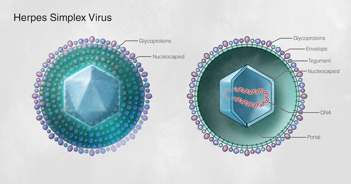 Вирус герпеса 2. Строение вируса герпеса 2 типа. Герпес симплекс вирус 1/2.