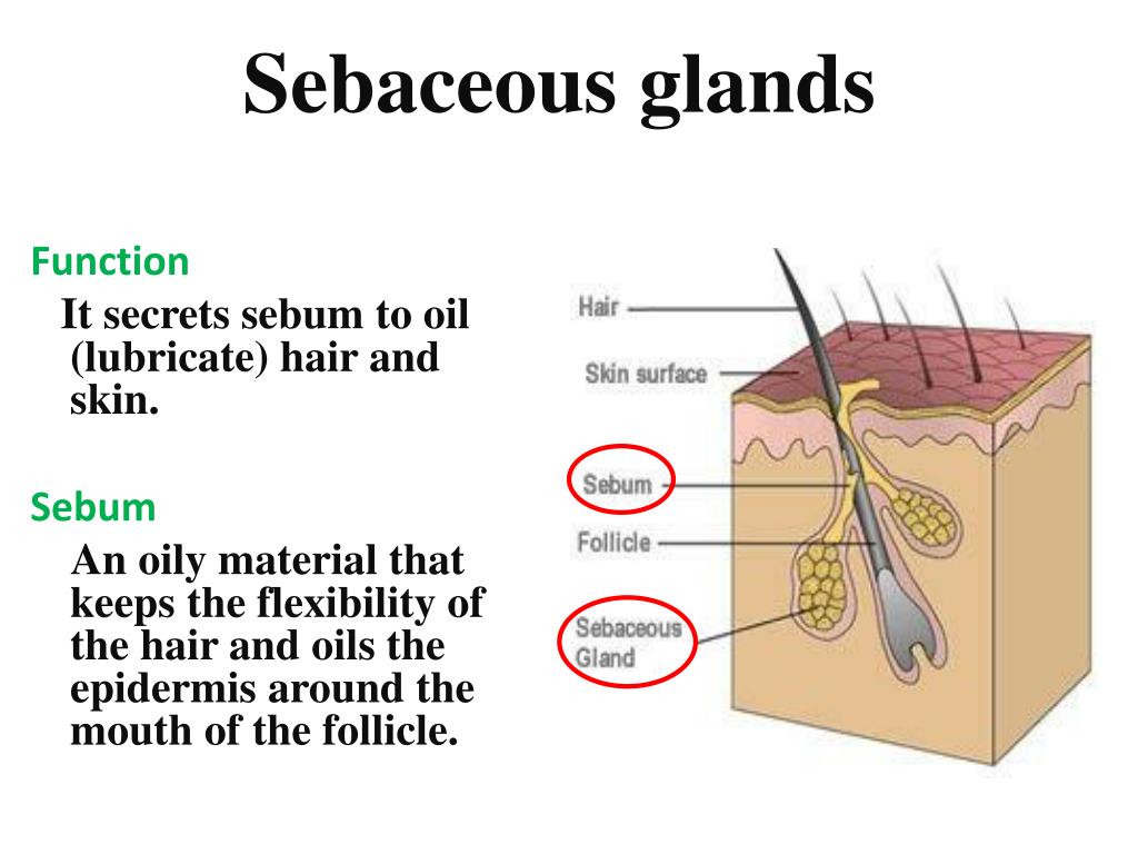 Sebaceous Cysts Neck Can I Stick A Needle In A Sebaceous Cyst No