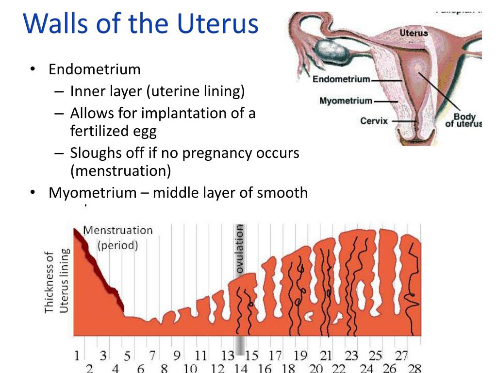 endometrium-curettings-rcpa-endometrial-curettings-and-biopsies