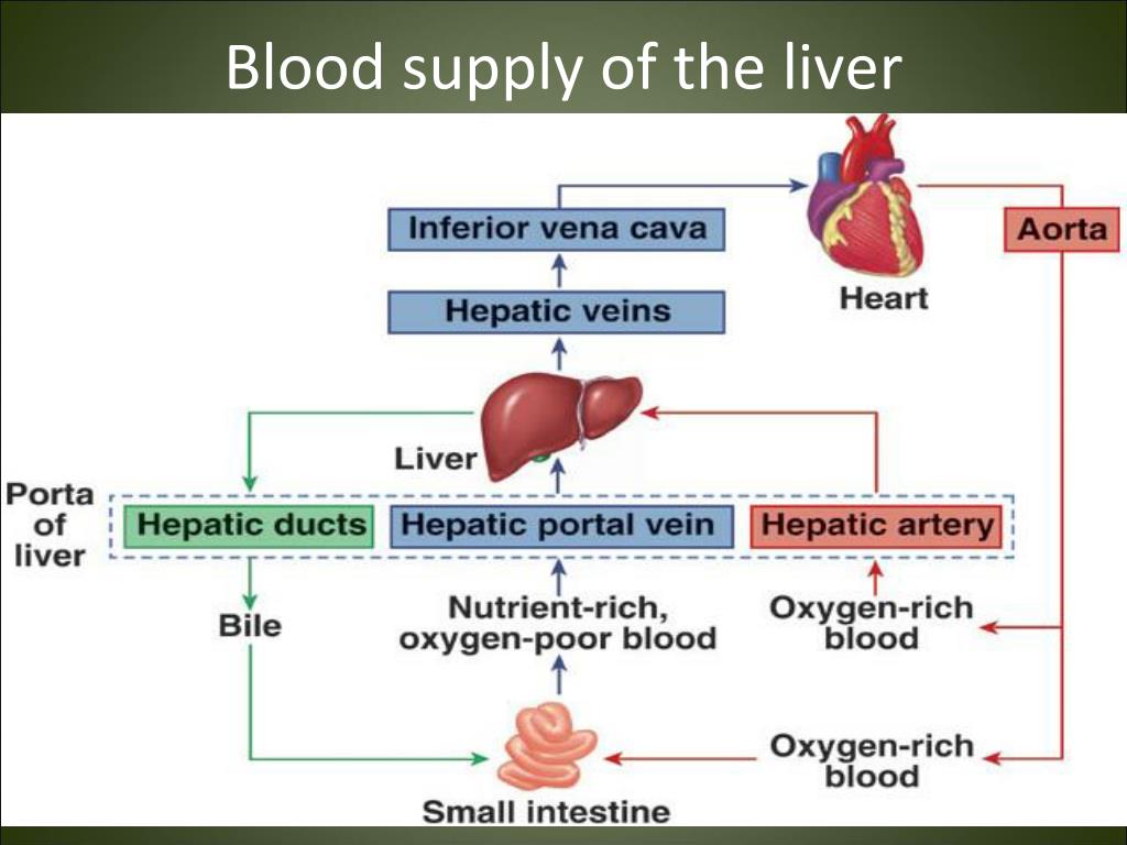 Плохая кровь печень. Liver Blood Test. Учебное пособие по английскому Liver.