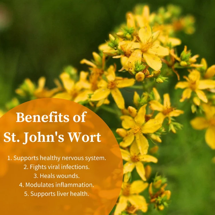 John wort. St. John's Wort. Вентокарт Wort. Saint John's Wort. Листок my prochegt Wort.