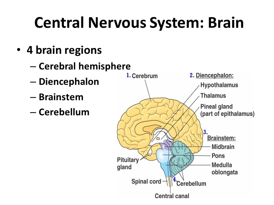 Nervous system brain. Центральная нервная система. Brain and nervous System. Мозг и нервная система. Головной мозг нервная система.