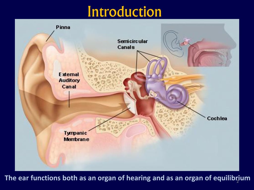 Во внутреннем ухе расположены. Звуковая волна во внутреннем ухе. Аппарат Cochlear кохлеарный Cochlear.