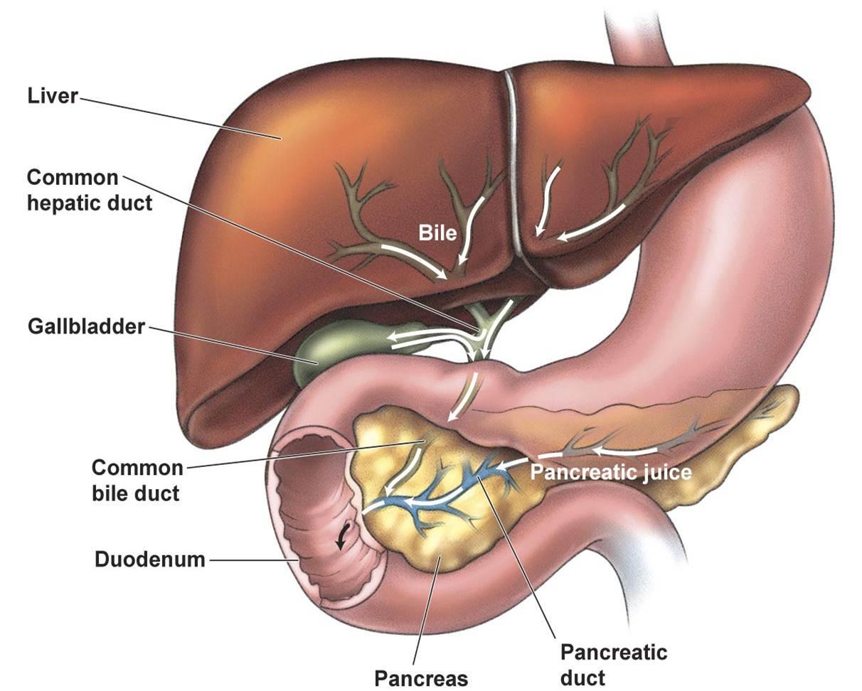 Желчный пузырь слева. Анатомия человека желчный пузырь расположение. Печень и желчный пузырь анатомия на человеке. Печень желчный пузырь поджелудочная железа анатомия. Печень и желчный пузырь анатомия картинки на человеке.