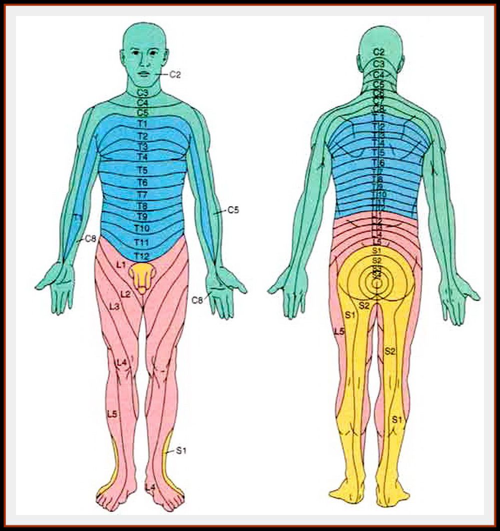 Dermatome Map Face And Neck Nerve Paths That Shingles Follow