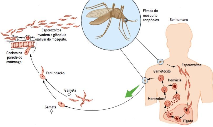 Основной механизм передачи возбудителя малярии