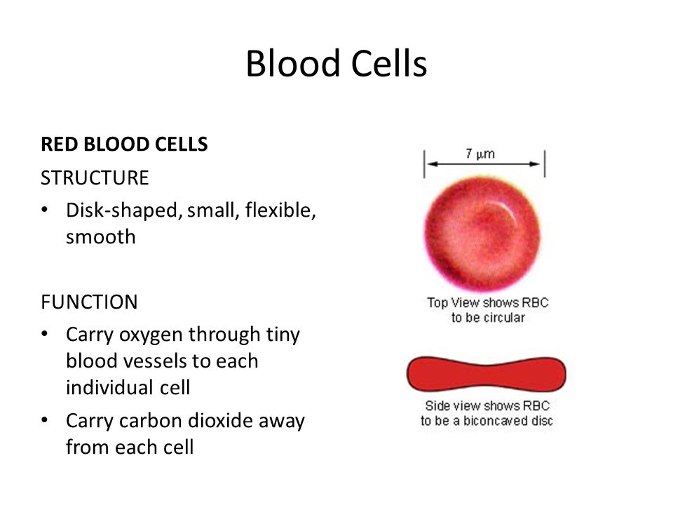 Тест клетки крови. Red Blood Cell structure. Red Blood Cell RBC count. Red Blood Cells function. Functions of Blood.
