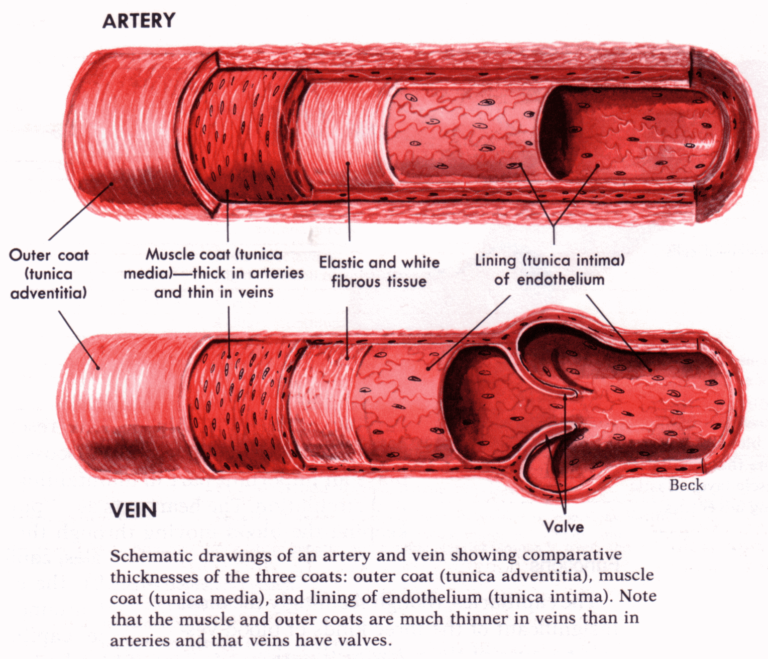 Три слоя артерий. Сосуды строение стенки Вена. Схема строения стенки артерий вен капилляров. Строение сосудов артерия и Вена. Строение стенки артерии.