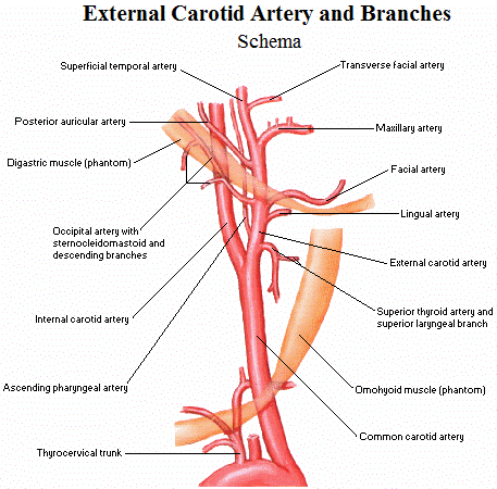 Артерия латынь. Ветви общей сонной артерии схема. Наружная Сонная артерия и ее ветви схема. Наружная Сонная артерия анатомия ветви. Наружная Сонная артерия анатомия ветви схема.