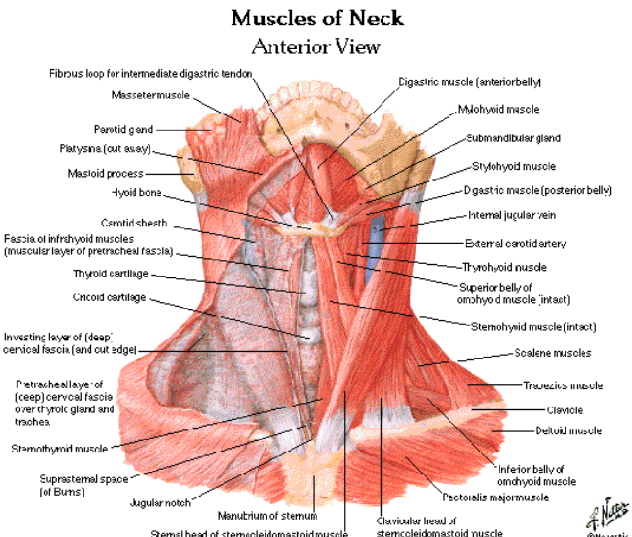 Neck anatomy