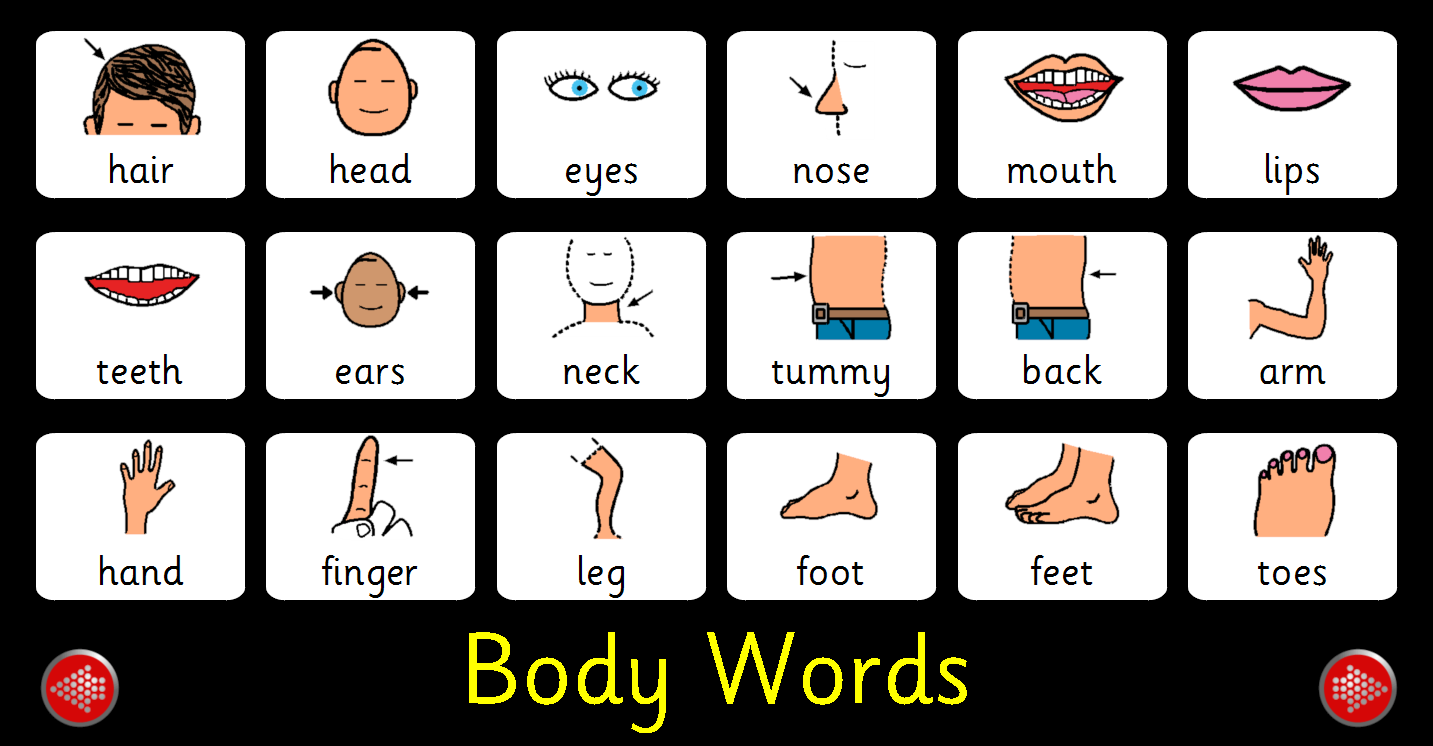 Toes произношение. Части тела на английском. Части тела на английском карточки. Английские слова части тела. Части тела на английском для детей.