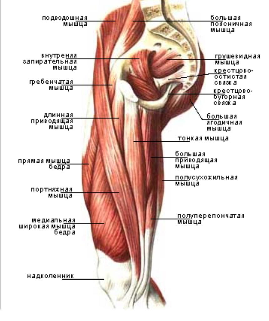 Бедро часть тела человека. Мышцы внутренней поверхности бедра анатомия. Мышцы наружной поверхности бедра анатомия. Бедра анатомия строение. Мышцы бедра передняя задняя медиальная группа.