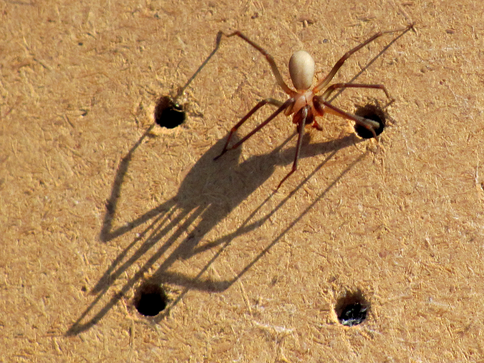 Spider am. Браун Реклюс паук. Brown Recluse паук. Паук локсосцелес. Коричневый паук бродячий.