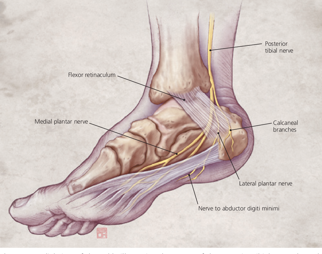 Foot muscle. Стопа строение мышцы связки сухожилия. Голеностоп строение сухожилий и связок. Связки свода стопы анатомия. Связки голеностопа анатомия.