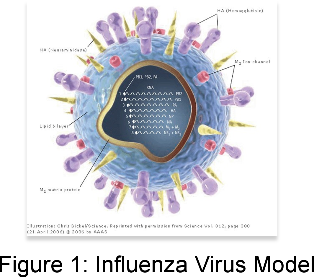 Тест 1 вирусы. Вирус гриппа h1n1 строение. Структура вириона вируса гриппа. Структура вируса свиного гриппа. Вирус гриппа а h1n1/09.