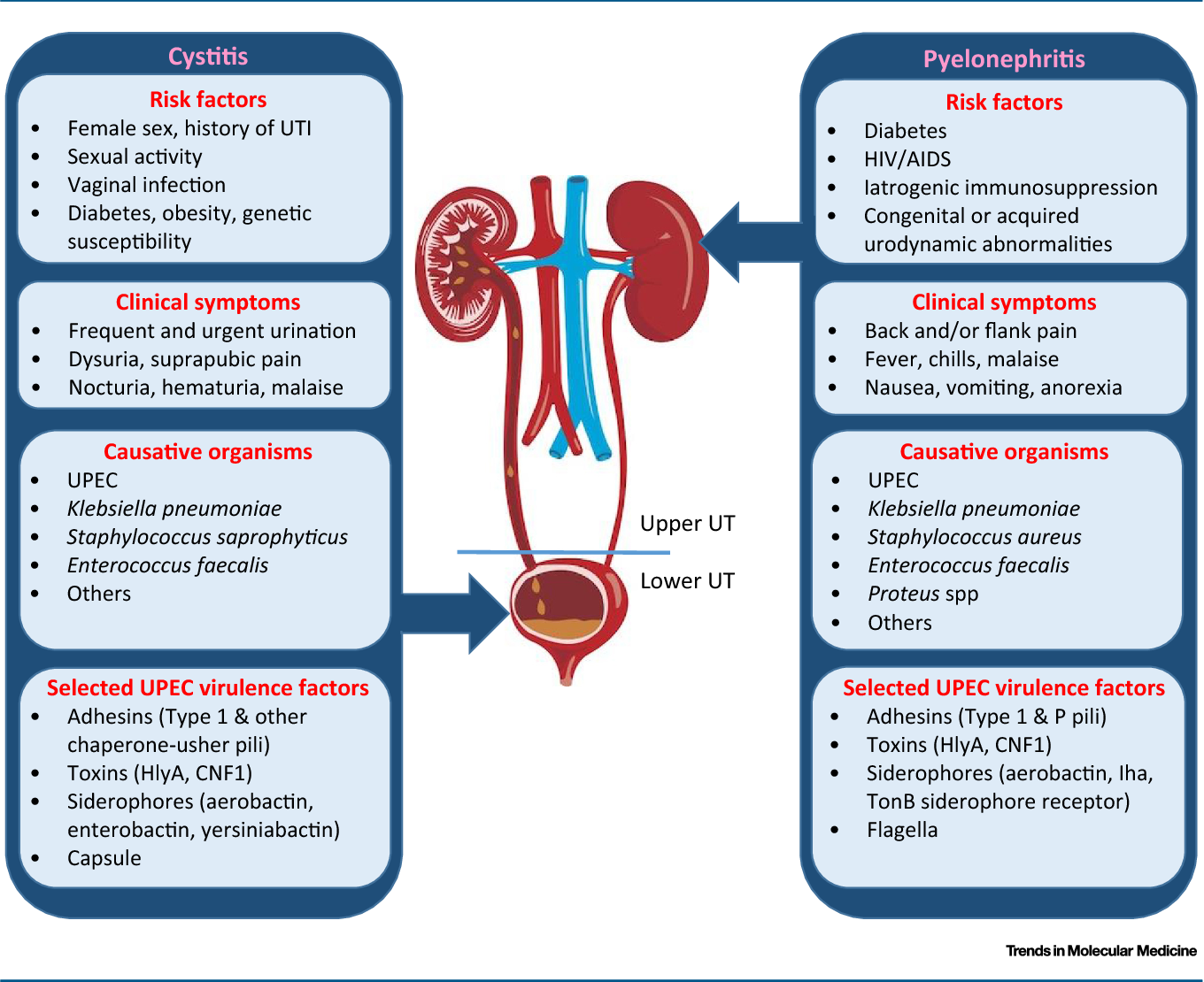 Frequent Urination Antibiotics Urinary Tract Infection UTI 