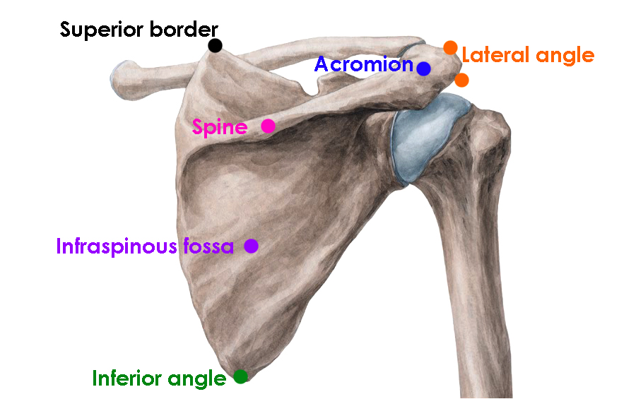 Broken scapula recovery time: Scapular Fracture (Shoulder Blade ...