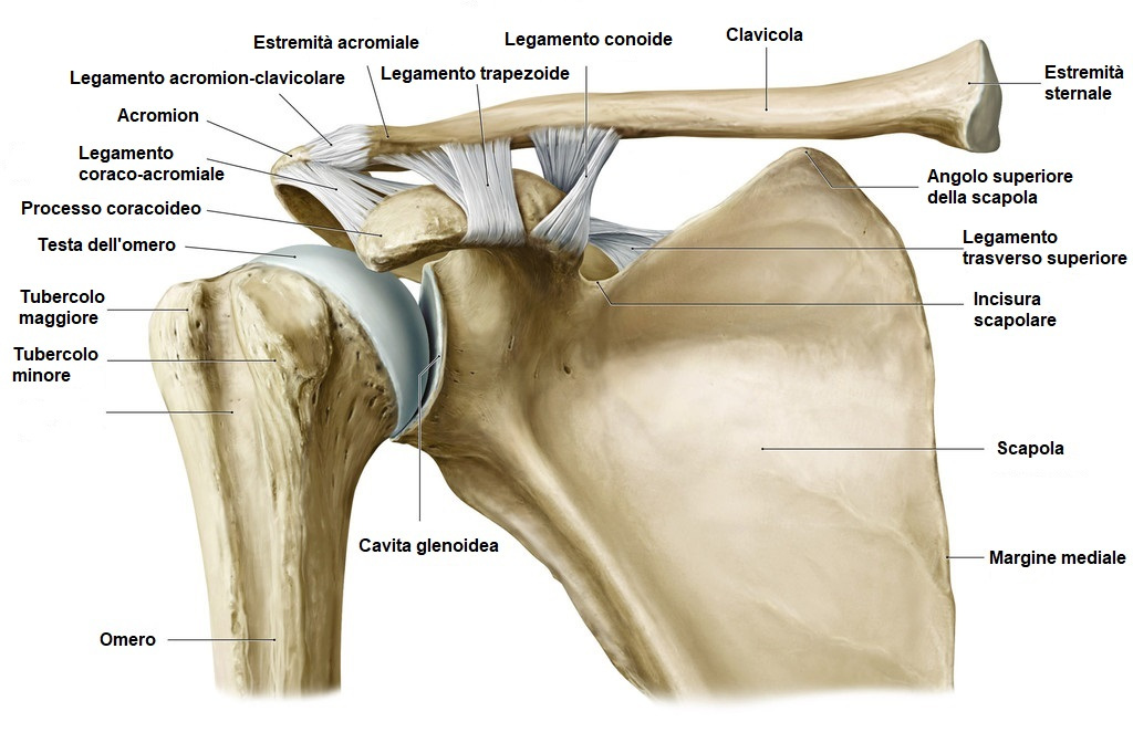 Суставы плечевого пояса. Плечевая кость сустав анатомия. Ligamentum coracoclaviculare. Articulatio acromioclavicularis. Плечевой сустав анатомия медунивер.