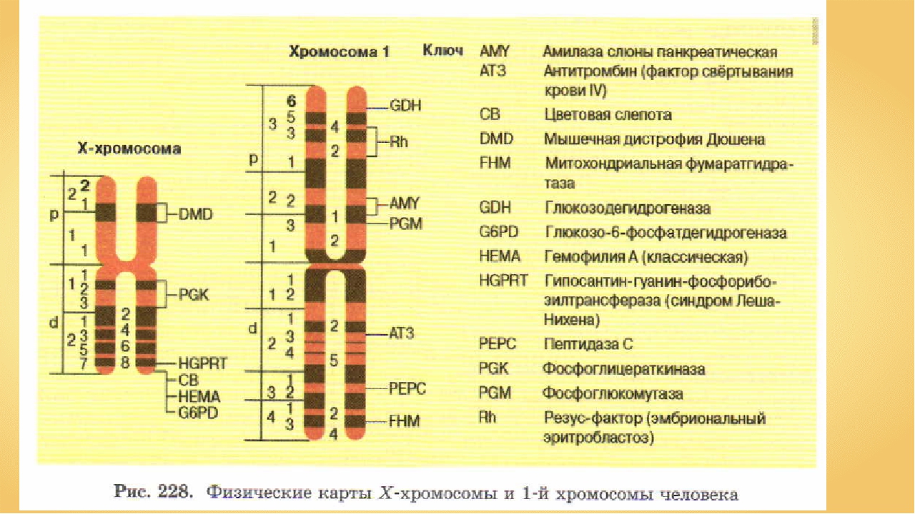 Изменение сочетания генов в хромосомах. Генетическая карта 1-й хромосомы человека. Генетическая карта хз ромосгмы. Линейное расположение генов. Карты хромосом человека.. Картирование хромосом человека схема.