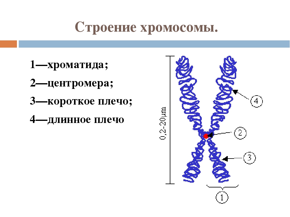 Хроматид в ядре. Строение хромосомы хроматиды. Строение метафазной хромосомы центромеры. Строение хромосомы хроматиды плечо. Плечи хромосом это хроматиды.