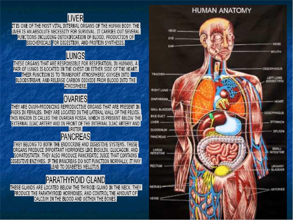 Печень на теле человека. Тело человека органы. Строение органов человека.
