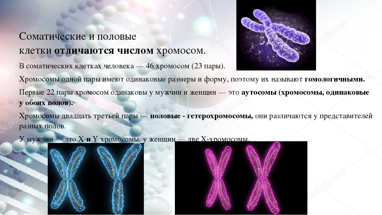 В половых клетках любого организма набор хромосом