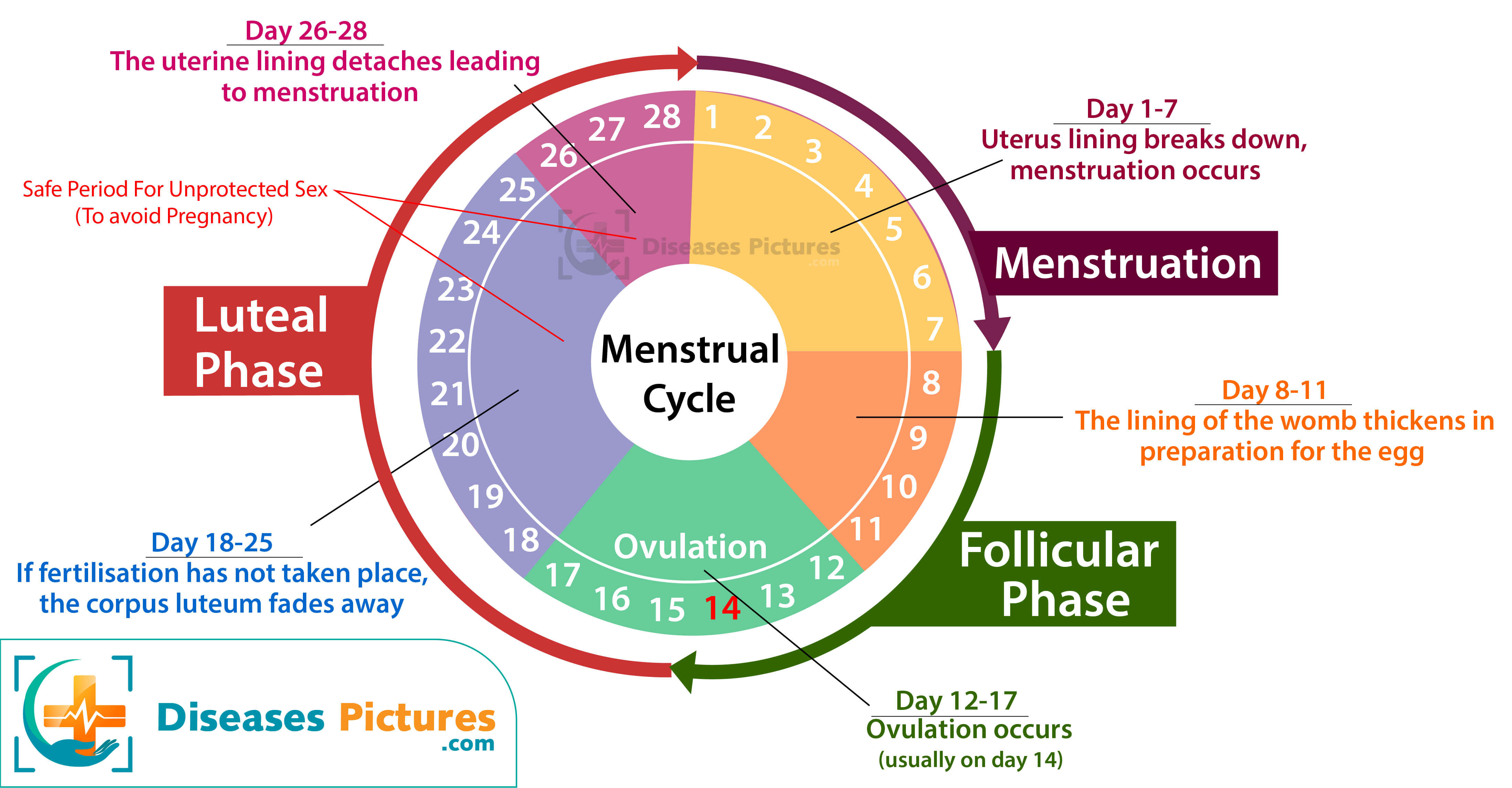 Остановиться цикл. Менструальный цикл. Menstrual Cycle. Менструация настроение. Menstruation Cycle.