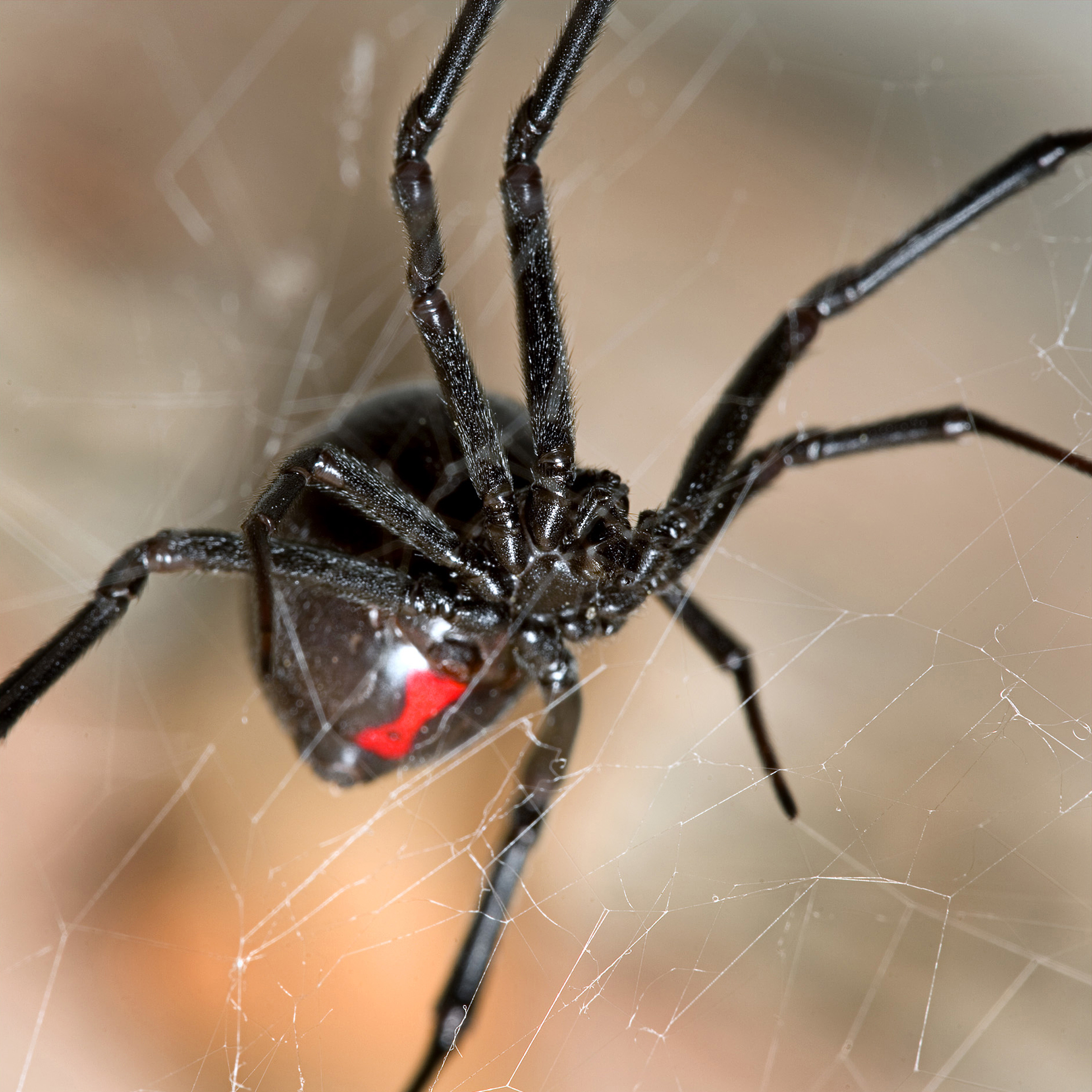 Black spider. Паук Каракурт черный. Каракурт черная вдова. Чёрная вдова паук чёрная вдова. Каракурт птицеед.