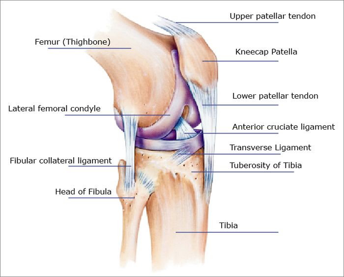 Внутри коленный сустав