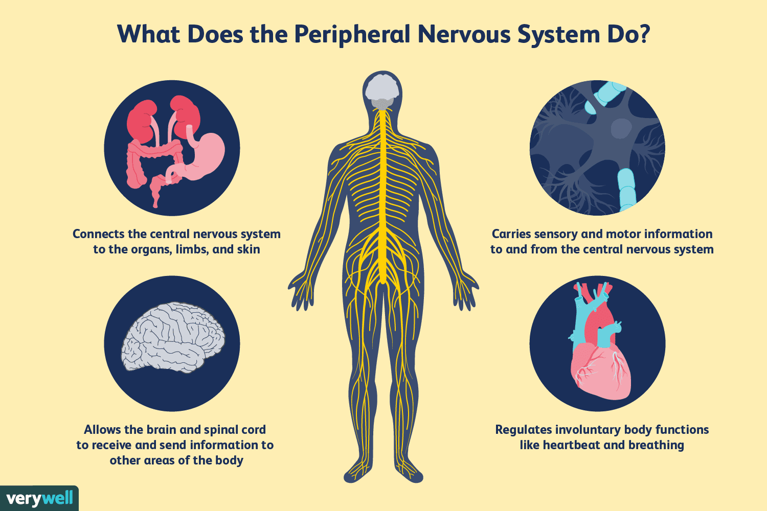 central-nervous-system-cns-how-the-spinal-cord-works