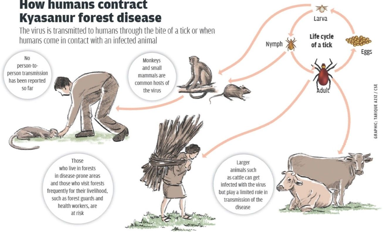 Animals more human. Forest Entomology. Animal Life Cycle. Life Cycle in Humans.