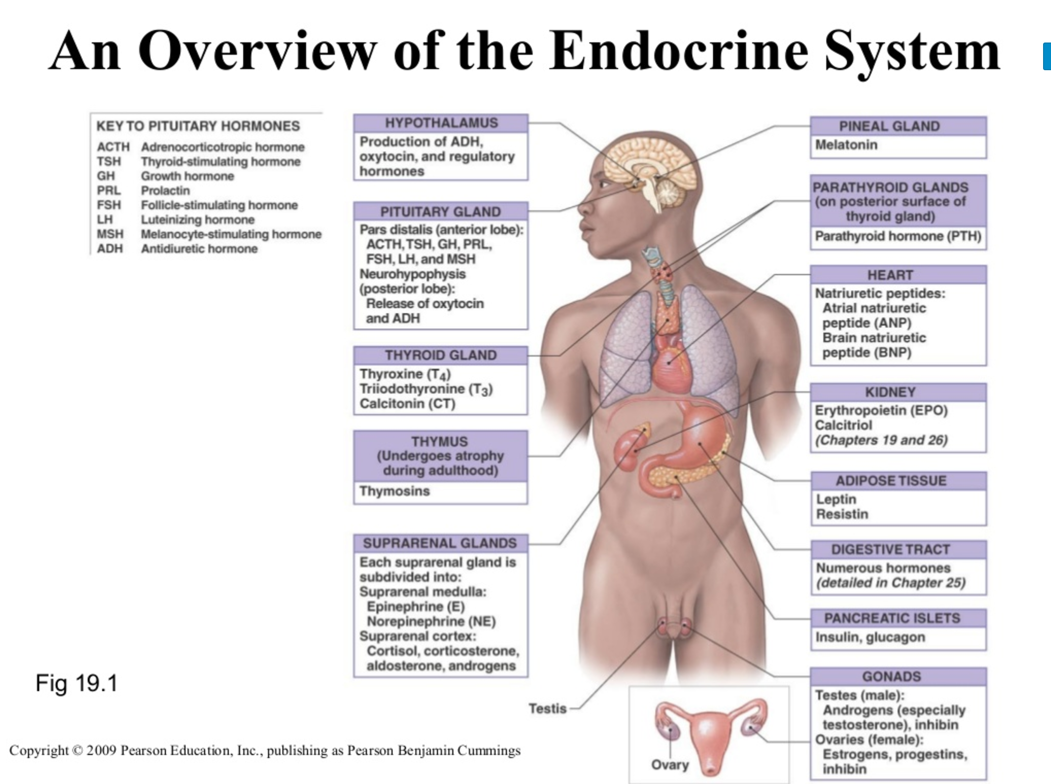 An Overview Of The Thymus