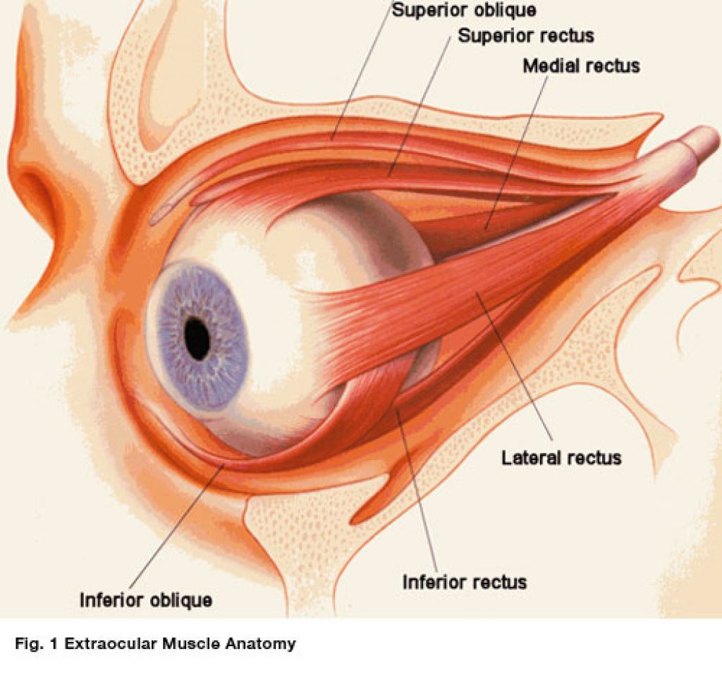 Глазки корень. Глазодвигательные мышцы анатомия. Мышцы глаза. Мышцы глазного яблока. Мышцы глаза анатомия.