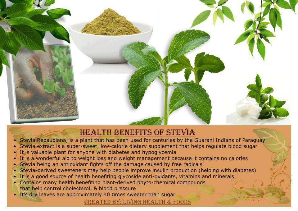 Стевия вред. Stevia benefits. Стевия и инсулин. Стевия влияние на инсулин. Steviyaning.