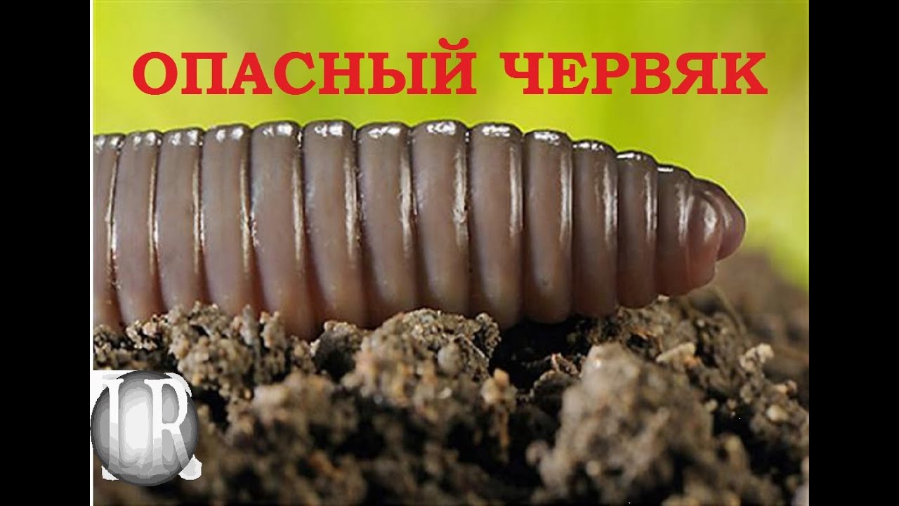 Про дождевого червя. Аляскинский бычий червяк. Личинка червяка дождевого. Сегментированность дождевого червя.