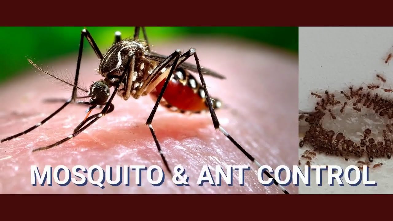 Сколько укусов комаров. Укусил малярийный комар. Укус от малярийного комара. Следы укуса малярийного комара.