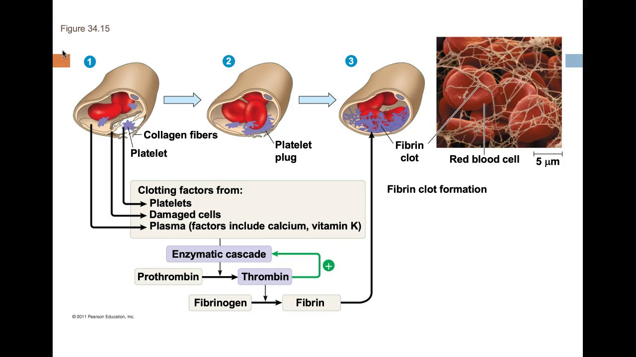 Коллаген фибриноген. Blood clotting Factor. Platelet clotting Factors.