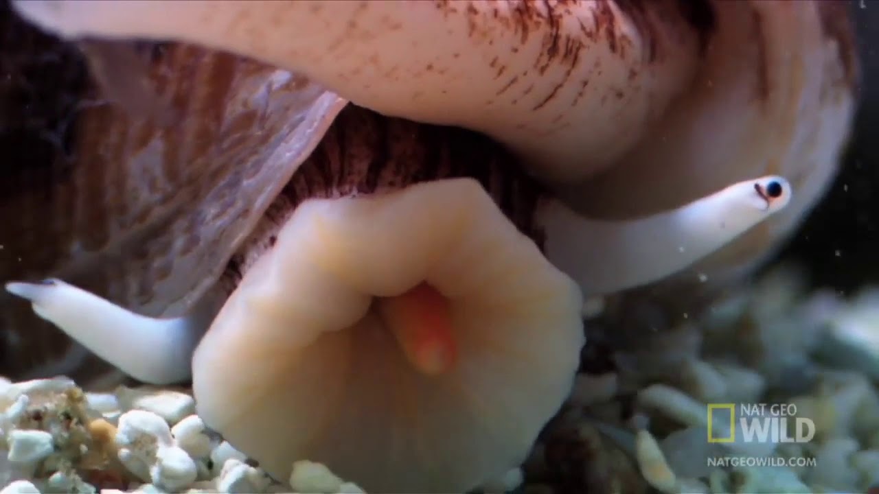 Кровь улитки. Ракушка географус конус. Conus моллюск. Коун Снайл. Хищный брюхоногий морской моллюск.