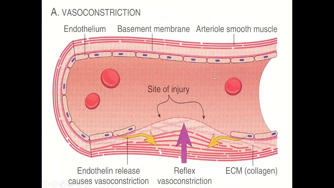 Тромбоз и гемостаз. Вазодилатация. Vascular-Platelet Hemostasis. Локальная вазоконстрикция. Коронарная вазоконстрикция.