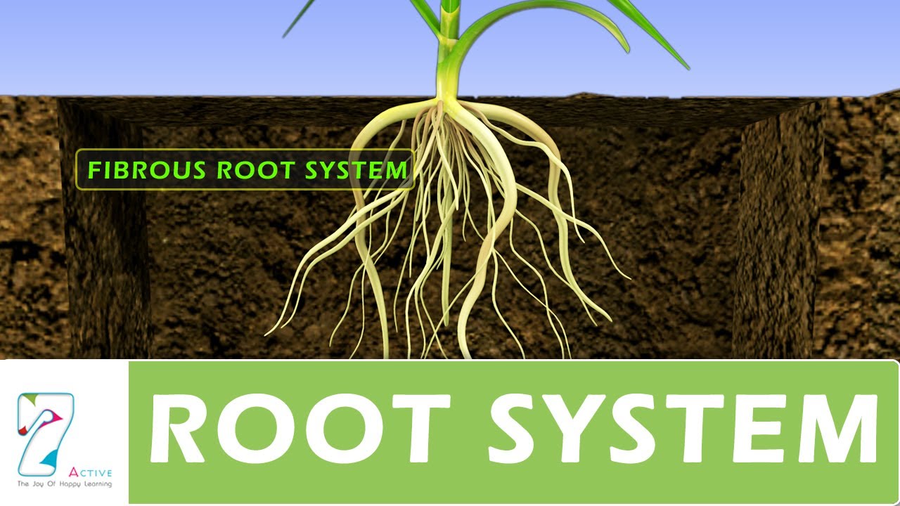 I root com. Корневая система дуба. Root система. Растения с мощной корневой системой. Ветвистая корневая система.