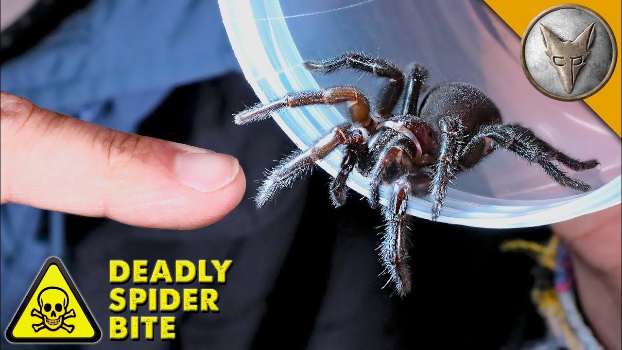 what does a wandering spider bite do
