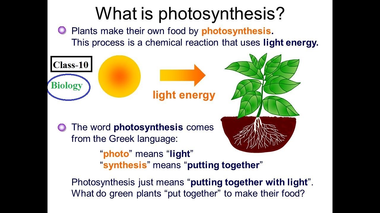 Plant в прошедшем. Photosynthesis process. Фотосинтез на английском. Plants Photosynthesis. Photosynthesis in Plant.