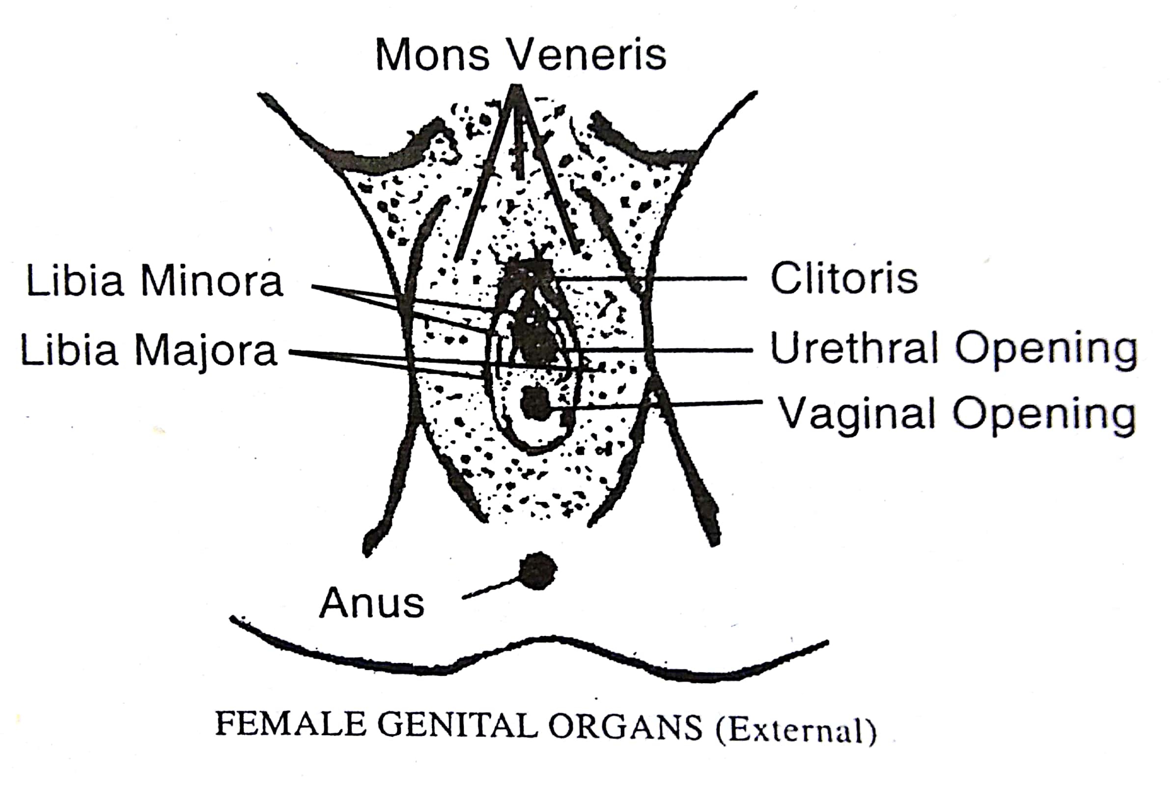 Mons Veneris медицинский термин