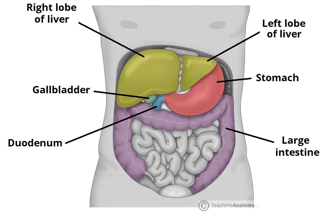 Селезенка правый. Анатомия живота. Анатомия человека внутренние органы печень селезенка. Анатомия печени ребра у человека. Справа печень а слева селезенка.