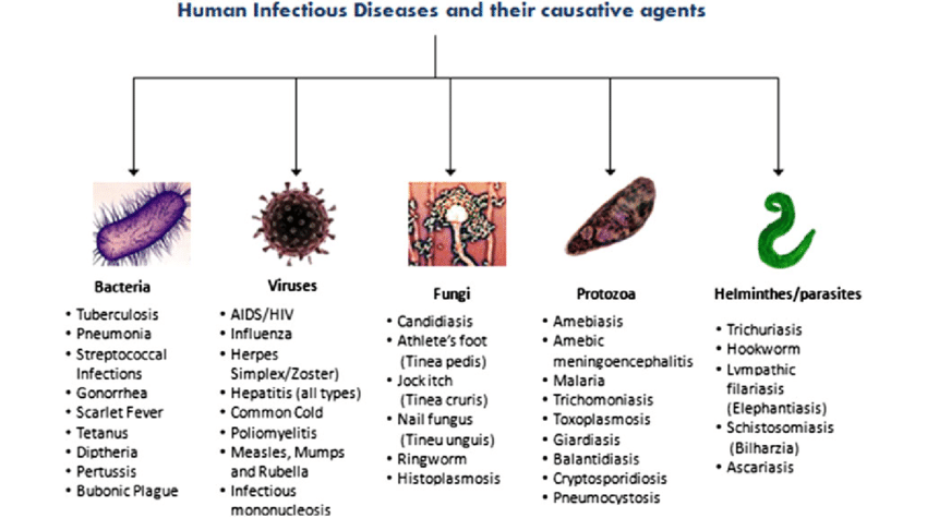 Инфекционные заболевания грибы. Classification of Infectious diseases. Common Infectious diseases. Infectious diseases and their Symptoms.